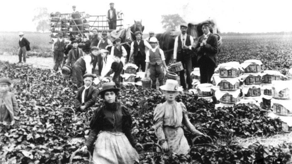 Strawberry pickers