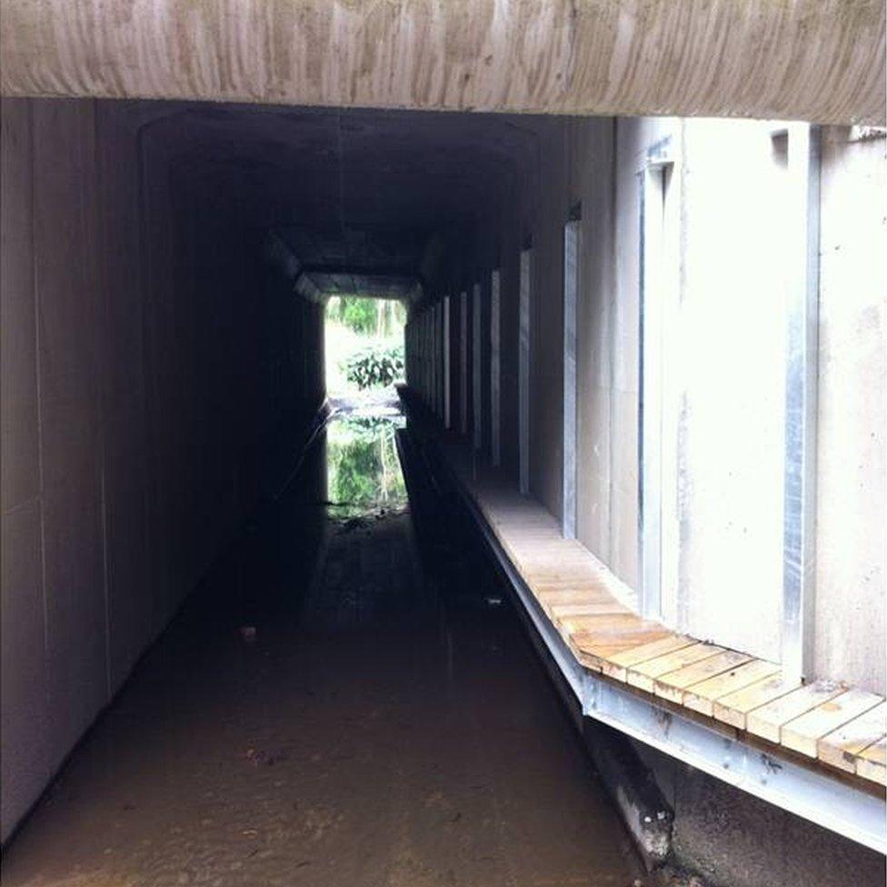 One of the water culverts retrofitted with bridges to allow animals safe passage beneath a busy road