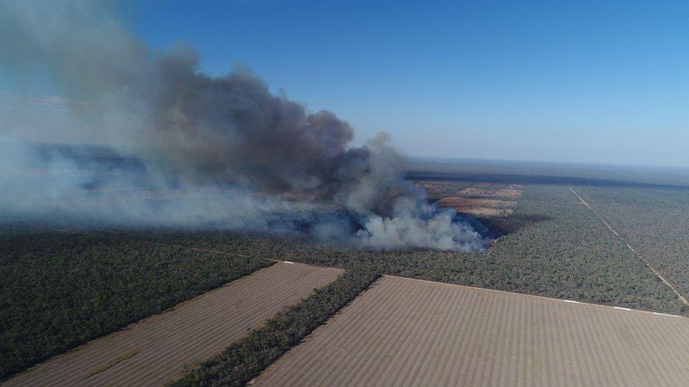 Fires ravage in rainforest