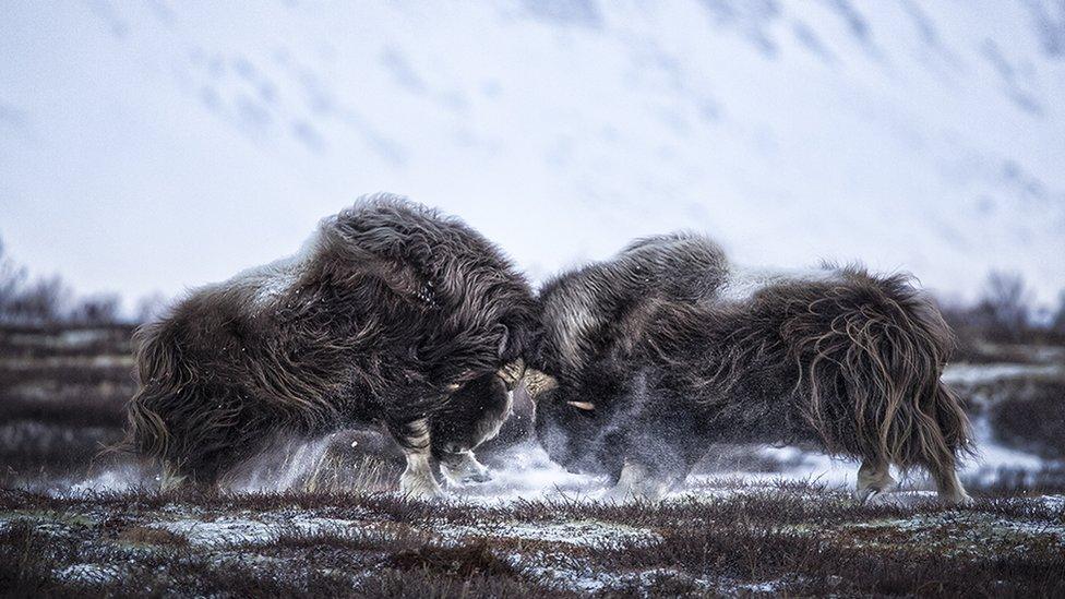 Head-on by Tapio Kaisla, Finland