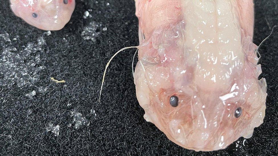 Snailfish