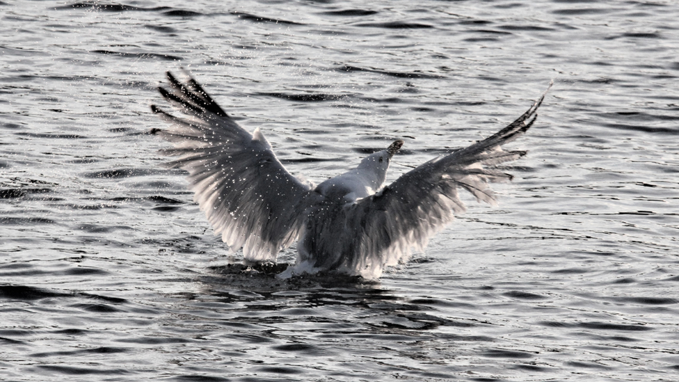 Seagull tangled in fishing line