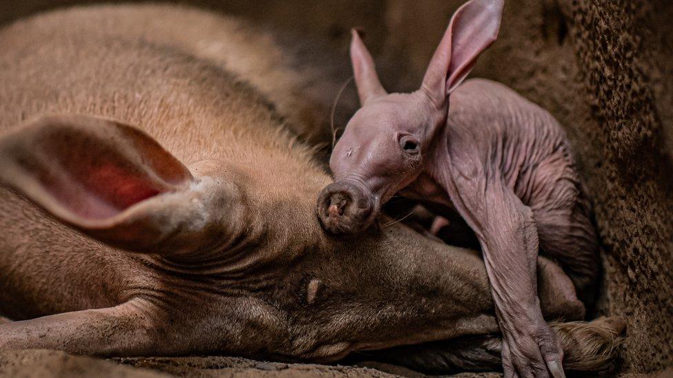 baby aardvark