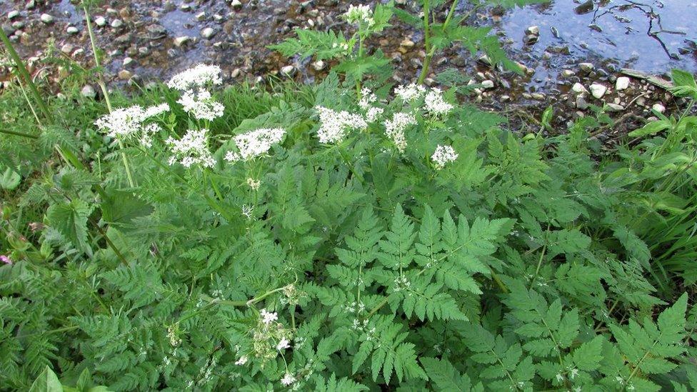 A green plant with white flowers