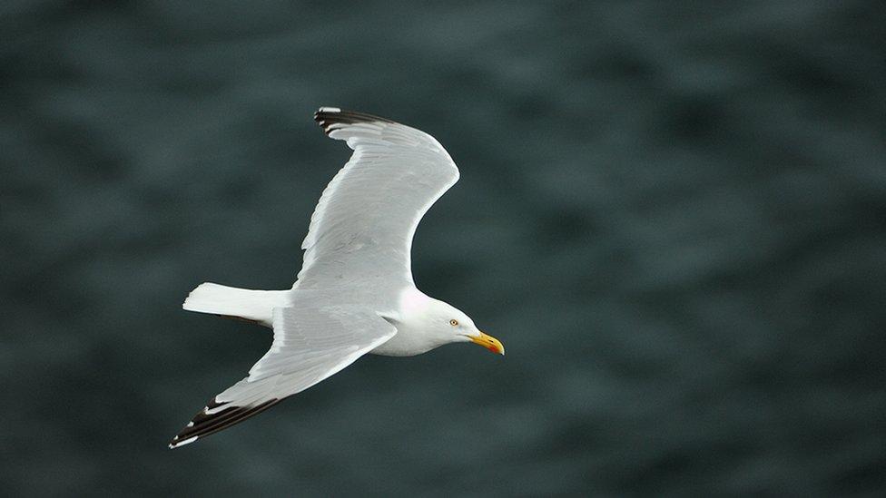 Gull flying