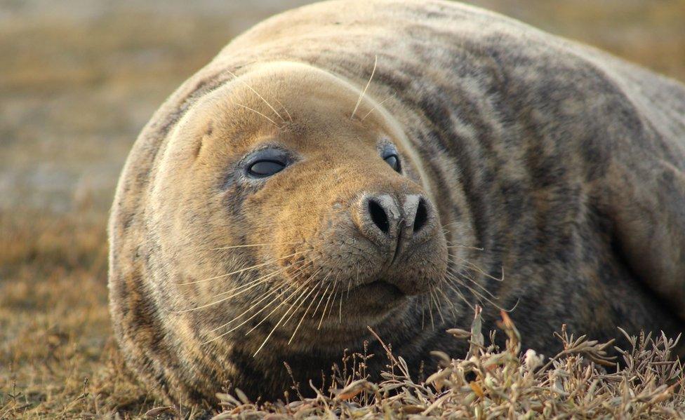 Adult grey seal at Blakeney