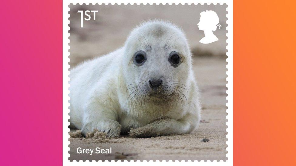 grey seal