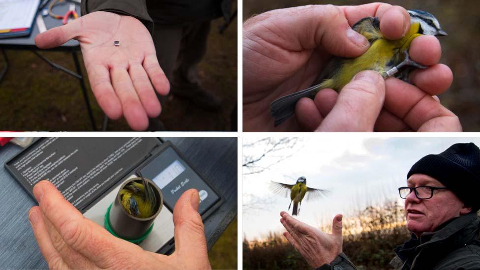 Blue tit ringed and released