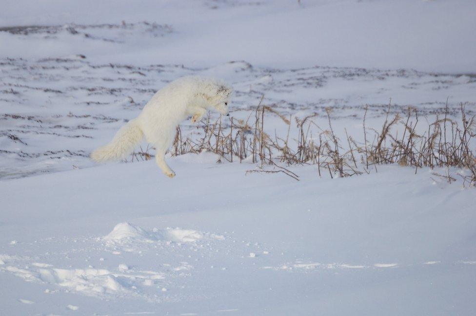 A fox jumping on the snow