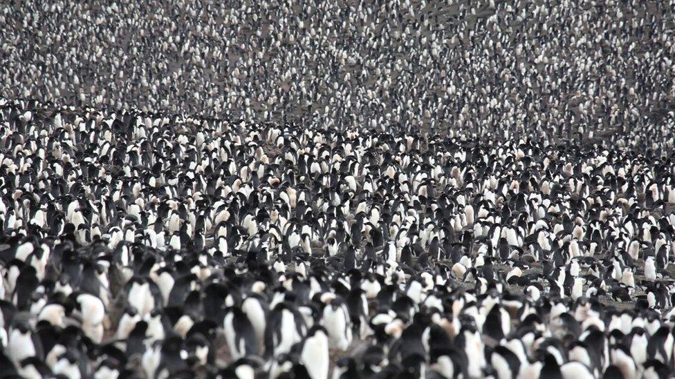 Penguins on the South Sandwich Islands (c) Jim Wilson Images