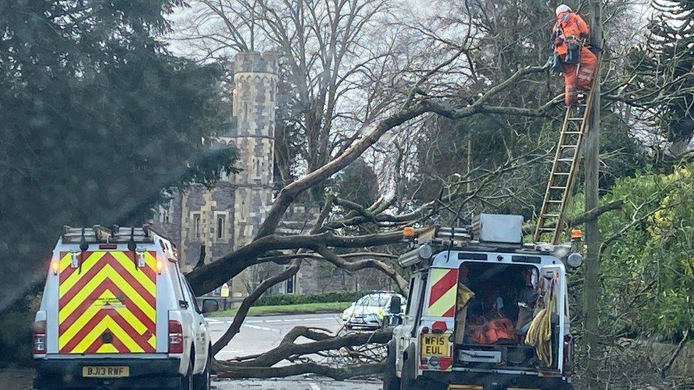 Power lines affected by tree fall