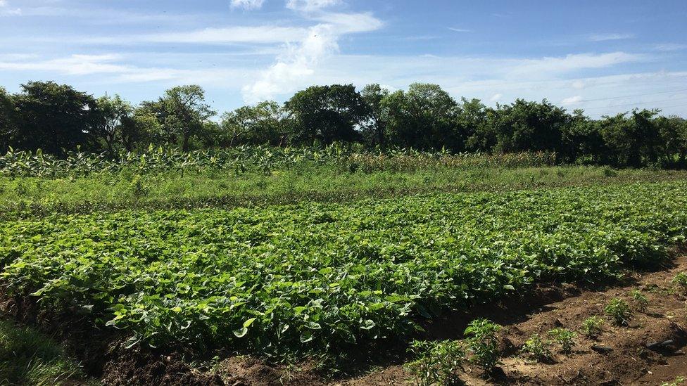 A view of the fields at Finca Vista Hermosa