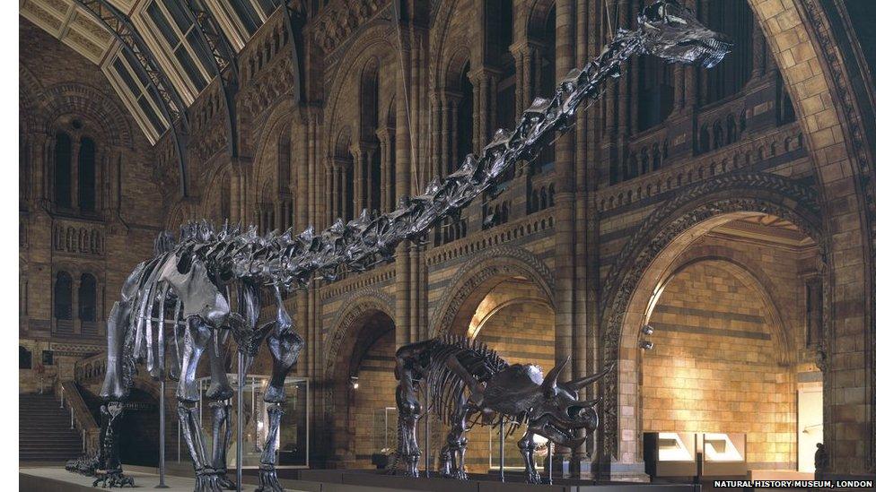 Dippy dinosaur