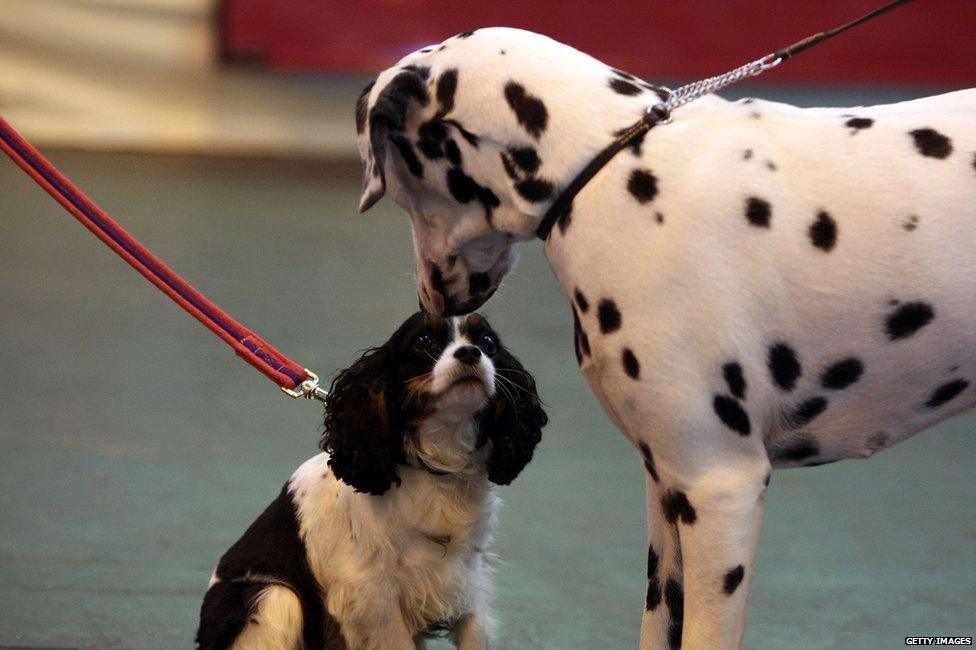 Kings Charles spaniel and a dalmatian