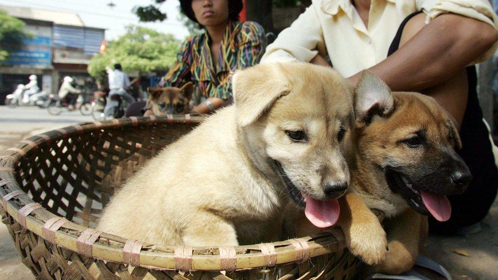 Two women sit selling young dogs at a roadside in downtown Hanoi 11 October 2005