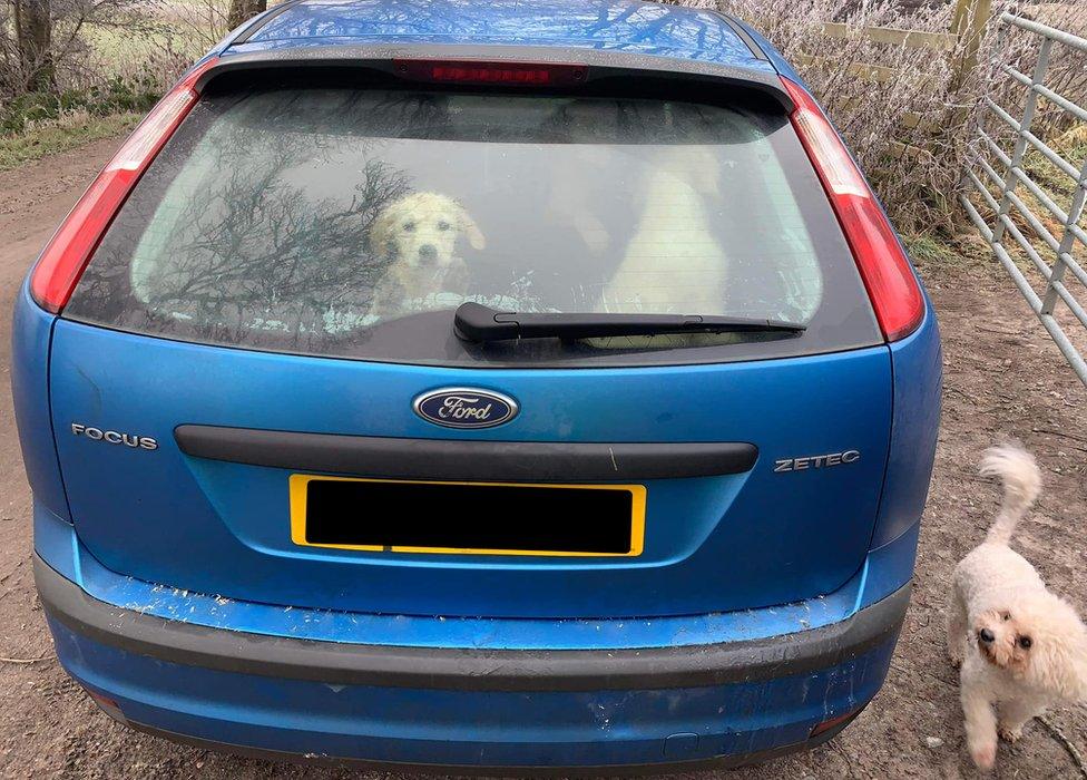 Puppies in car