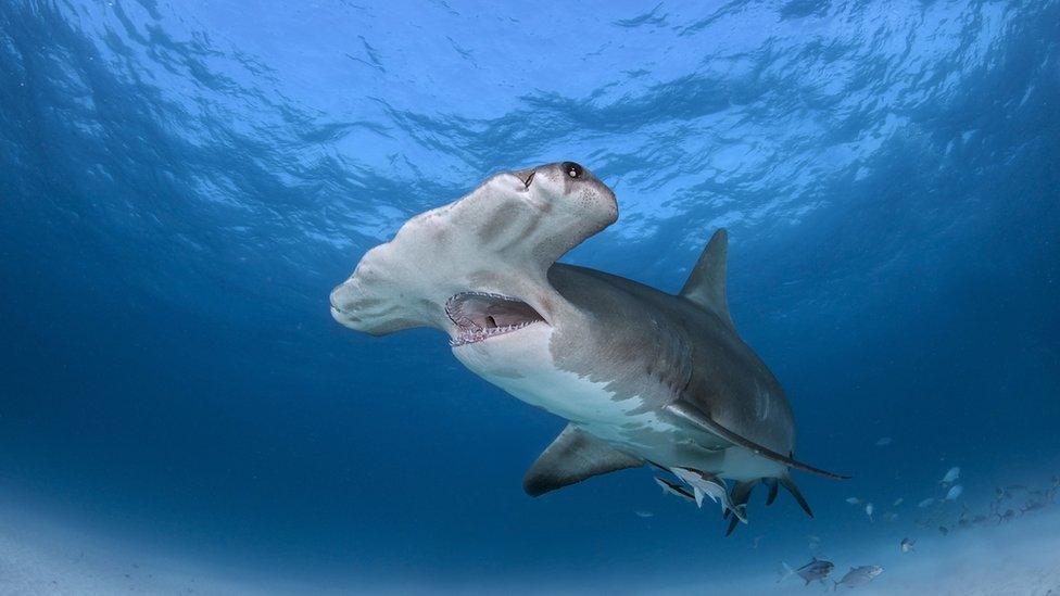 hammerhead-shark