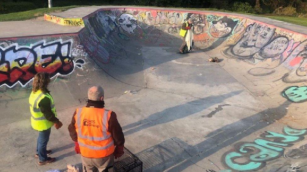 Badger in skate park bowl