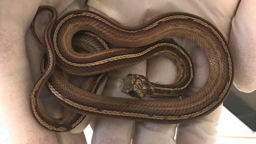 Striped corn snake