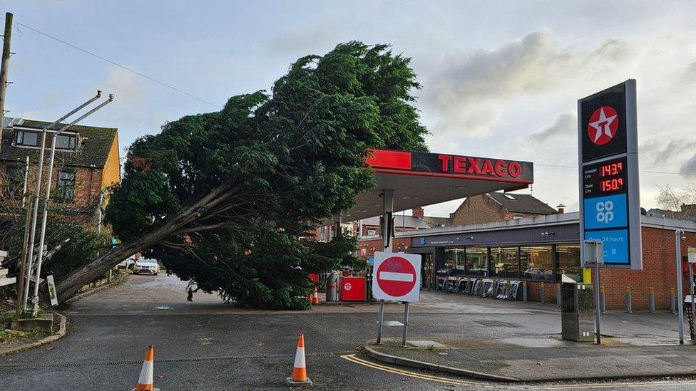 Fallen tree leaning on petrol station