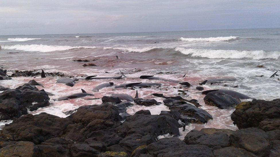 Blood in the sea around dead whales off Chatham Island, New Zealand