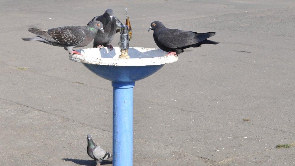 Pigeons on a water fountain