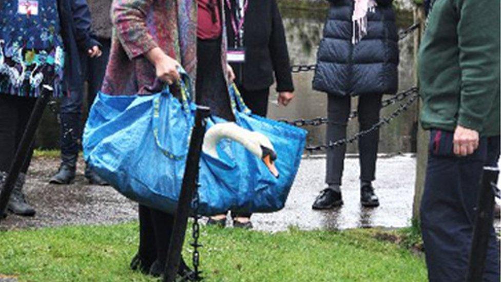 New bell-ringing swans at The Bishop's Palace