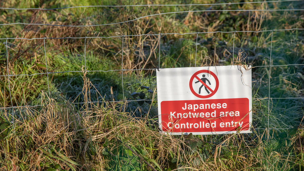 Japanese knotweed