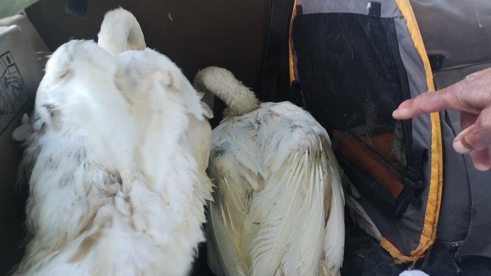 Two injured swans in the back of a car after being rescued