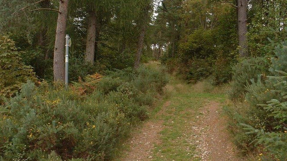 Forestry track at Llandderfel