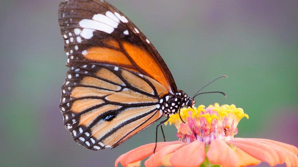 A butterfly on a flower