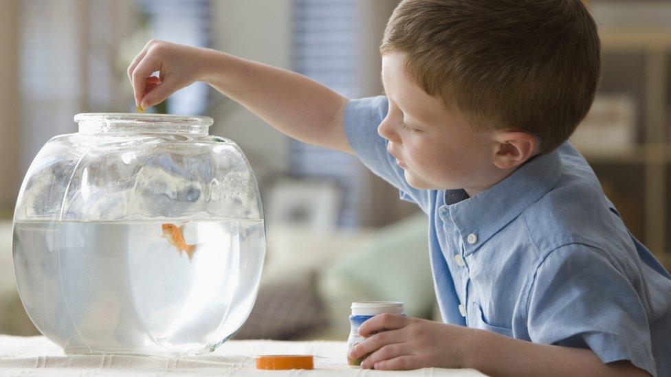 A young boy and his pet goldfish