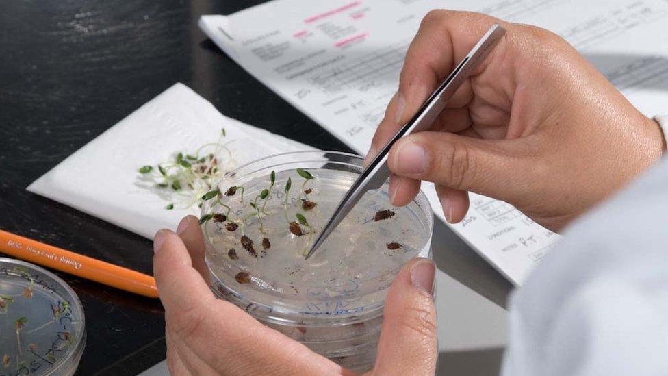 Germinating seeds in a petri dish