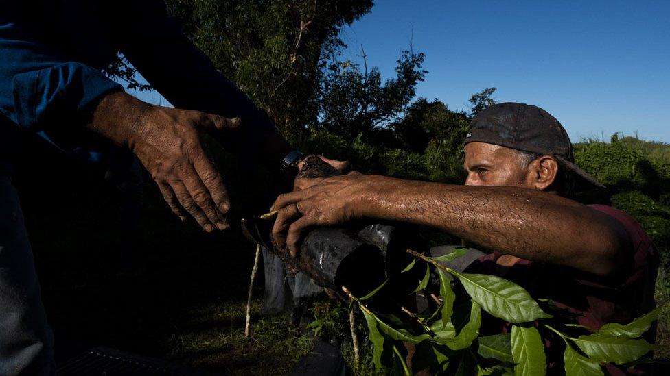 Workers load coffee plants