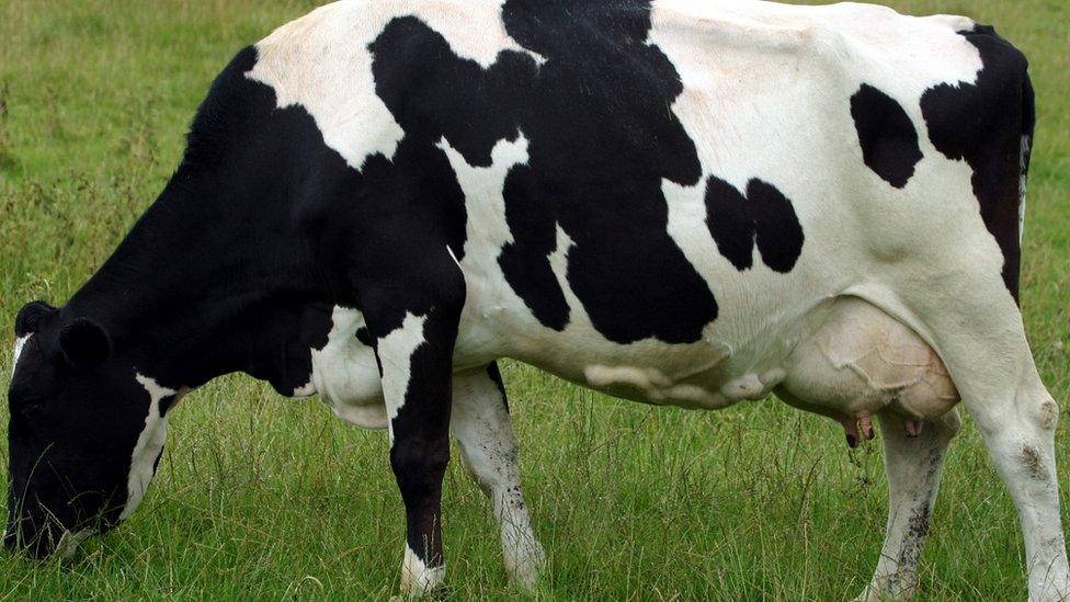 Dairy cow