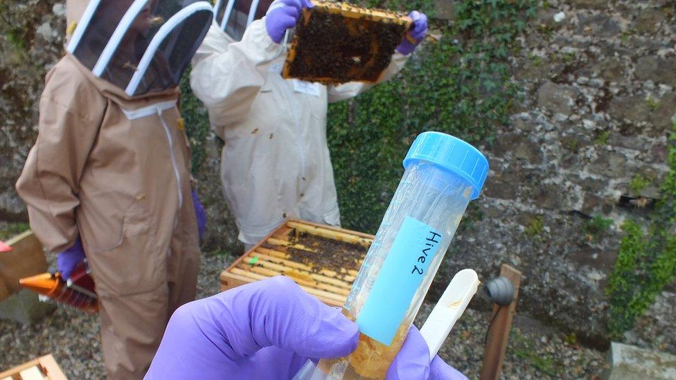 Scientists carrying out research at the botanic garden's hives