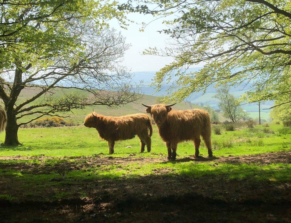 Cows standing in a field