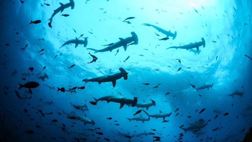 Scalloped hammerheads in the waters off the Galapagos