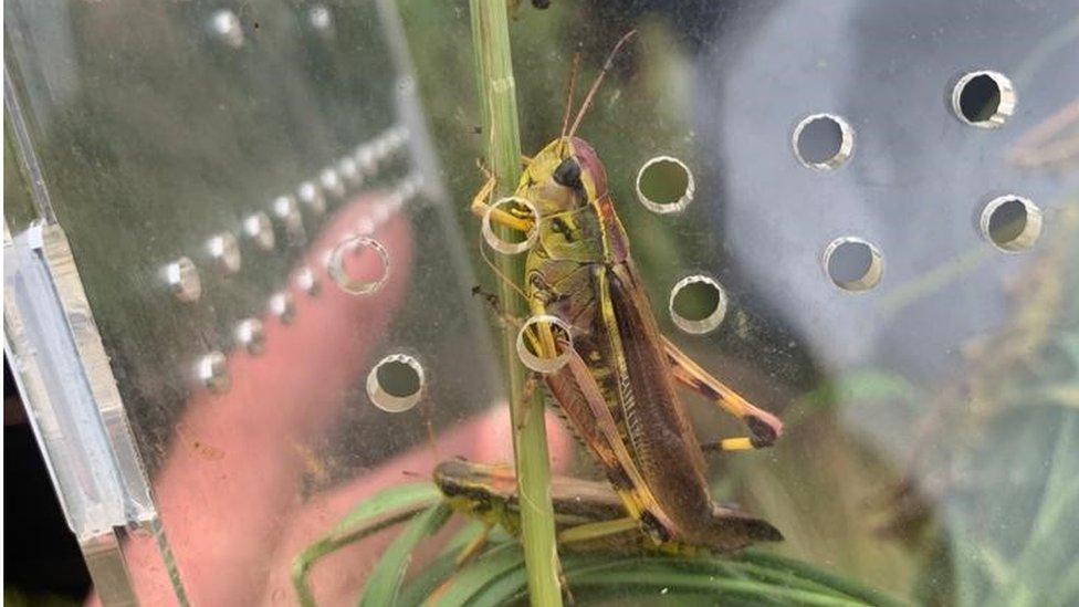 Large marsh grasshoppers