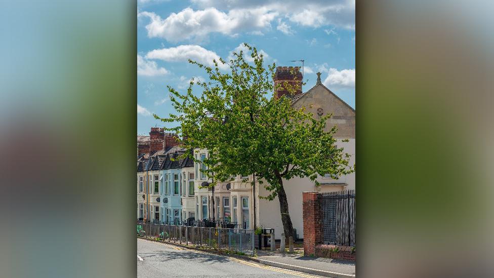 The Railway Street Cherry Tree, Splott, Cardiff