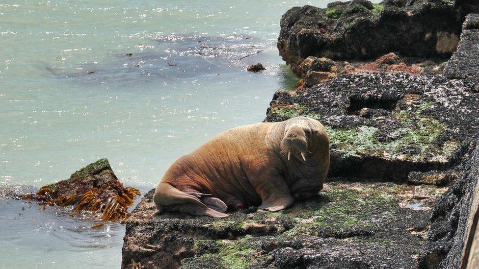 Wally the walrus