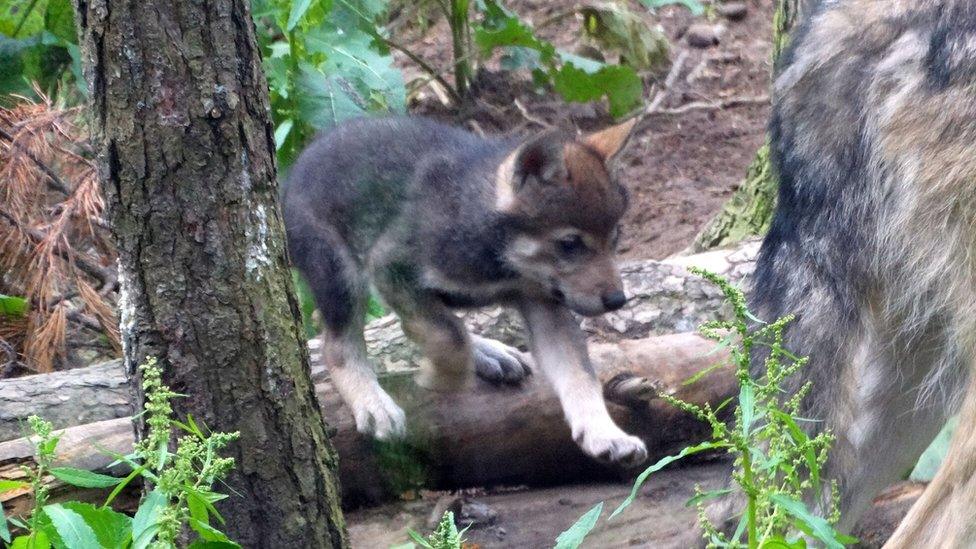 Wolf pup