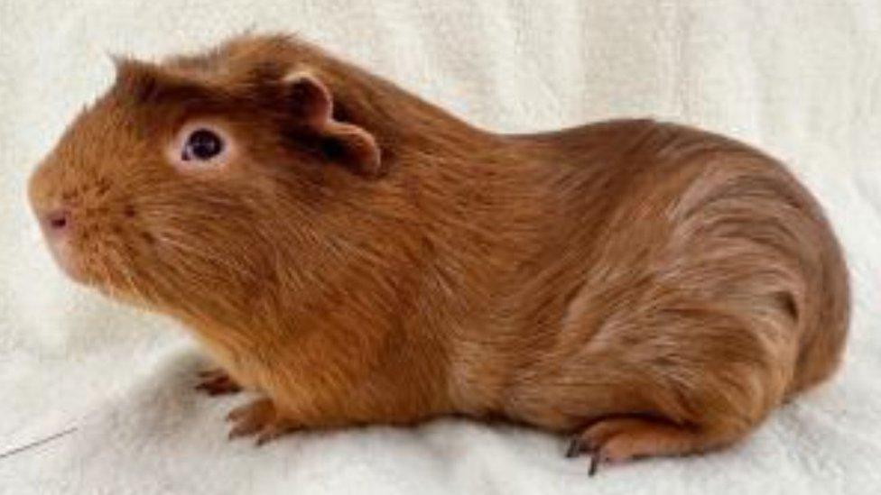 russet brown guinea pig