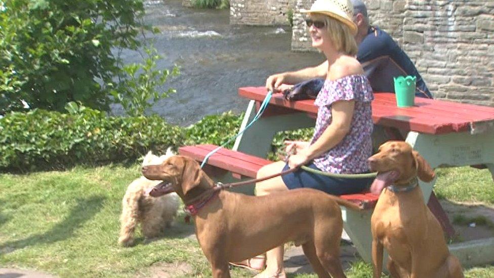 Woman enjoys sun with dogs at Crickhowell, Monmouthshire