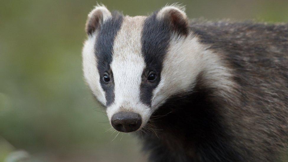 A badger