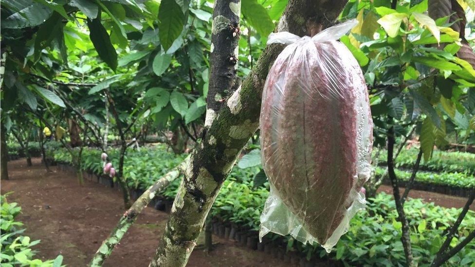 Cocoa pod