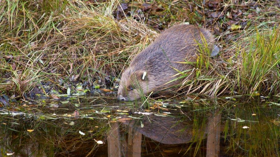 Beaver going into the water