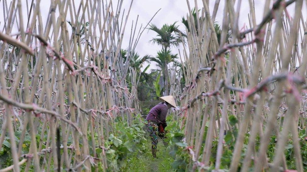 Doan Thi Huong's sister-in-law working in the fields at their family home in Vietnam