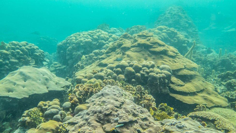 View of the Varadero reef