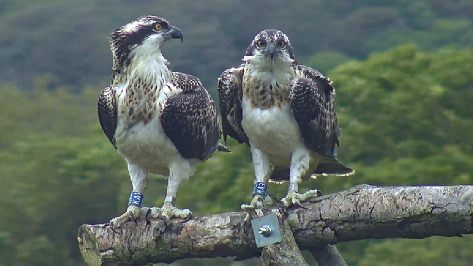 osprey brother and sister